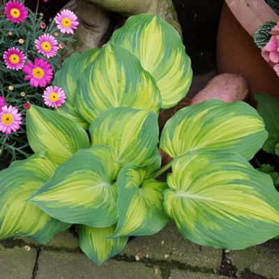 Hosta 'The Queen'